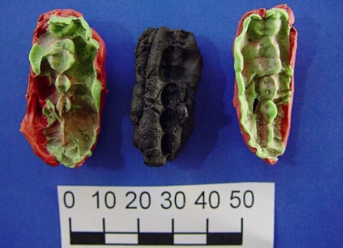 “Chicles” de hace 10.000 años revelan la dieta y la salud bucal en la Edad de Piedra