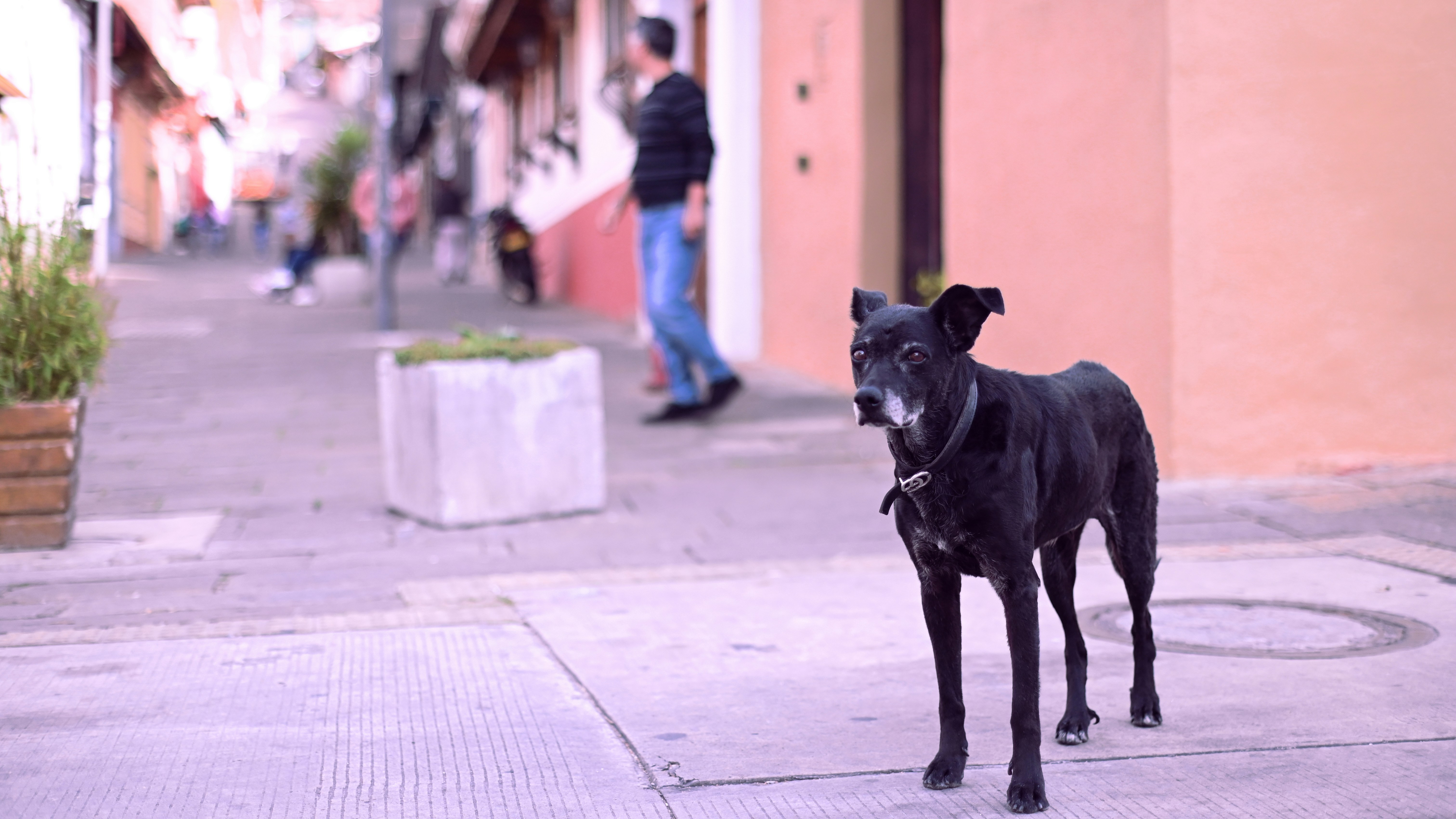 Concierto de Don Tetto, La 33 y más bandas “rolas” en apoyo a animales rescatados