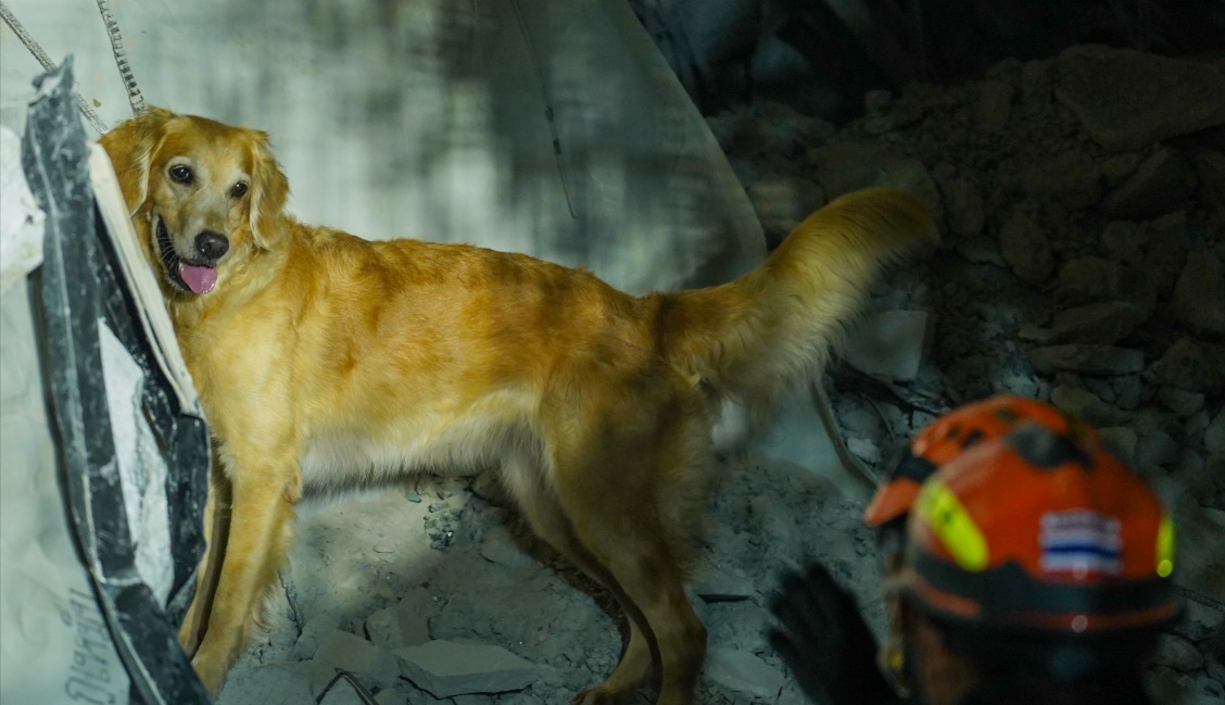 Estos son los perros rescatistas que dan esperanza tras terremoto en Tailandia