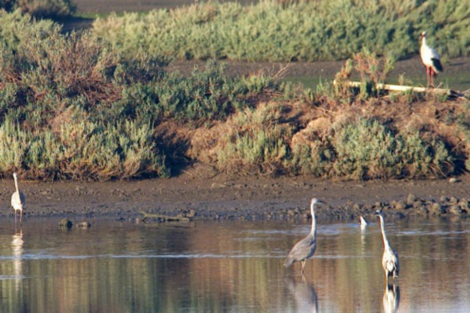 «Estamos entrando en una extinción masiva de especies»: Institute for the Environment
