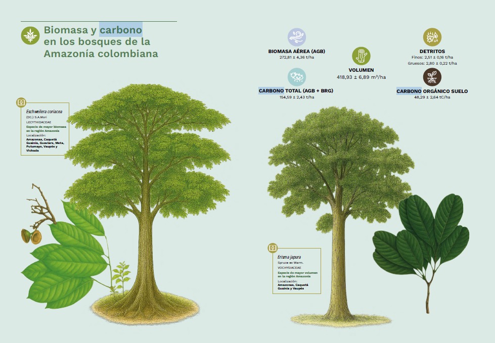 Biomasa y carbono en los bosques de la
Amazonía colombiana.
