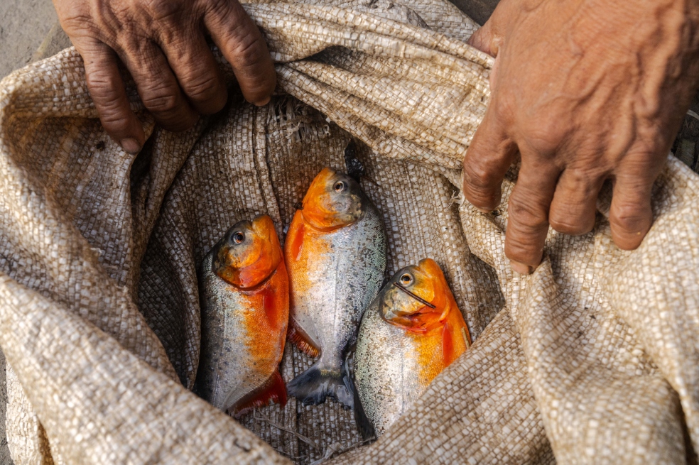 Hallan altos niveles de mercurio en algunos peces de la Amazonia colombiana