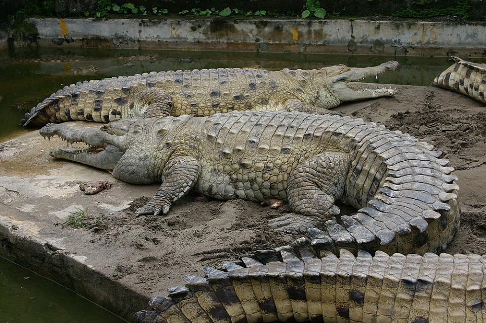 UICN pide celeridad para sacar de “riesgo” a 17.000 especies en todo el mundo