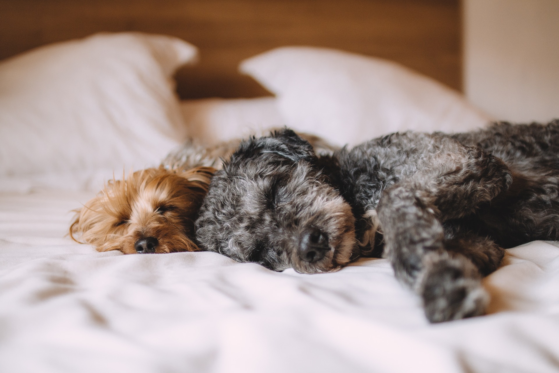 Razas de perros con las que mejor y peor se duerme al compartir la cama