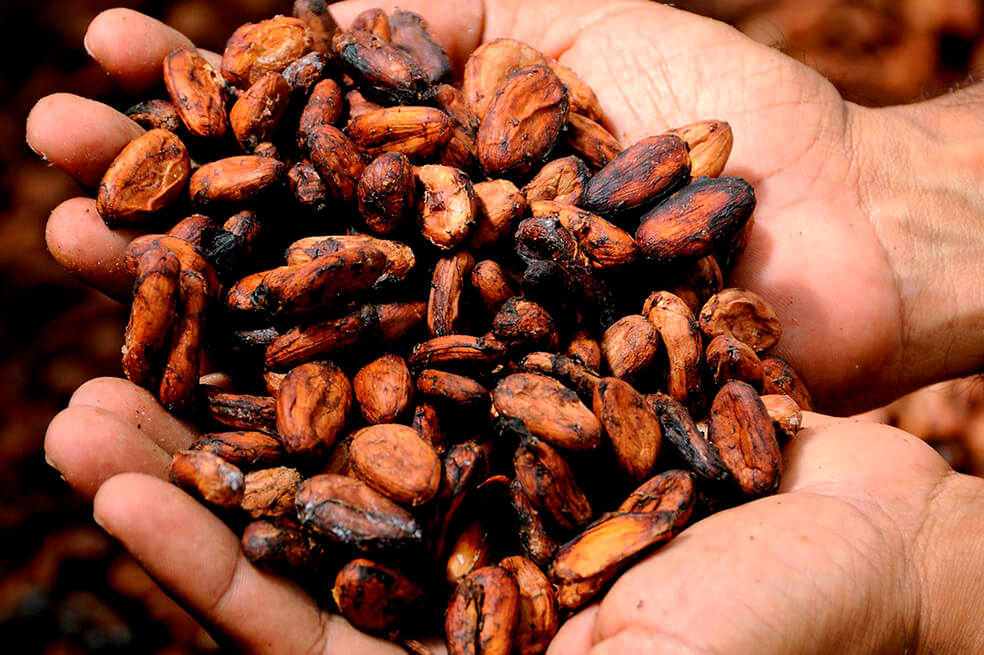 Colombia produjo 59.665 toneladas de cacao en 2019
