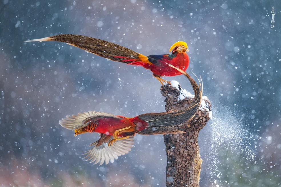 El chino  Qiang Guo tomó una foto enn la Reserva Natural de Lishan en la provincia de Shanxi, China. Capturó cómo dos faisanes dorados machos cambiaban continuamente de lugar en este tronco y sus movimientos eran similares a una danza silenciosa en la nieve, dice el fotógrafo.