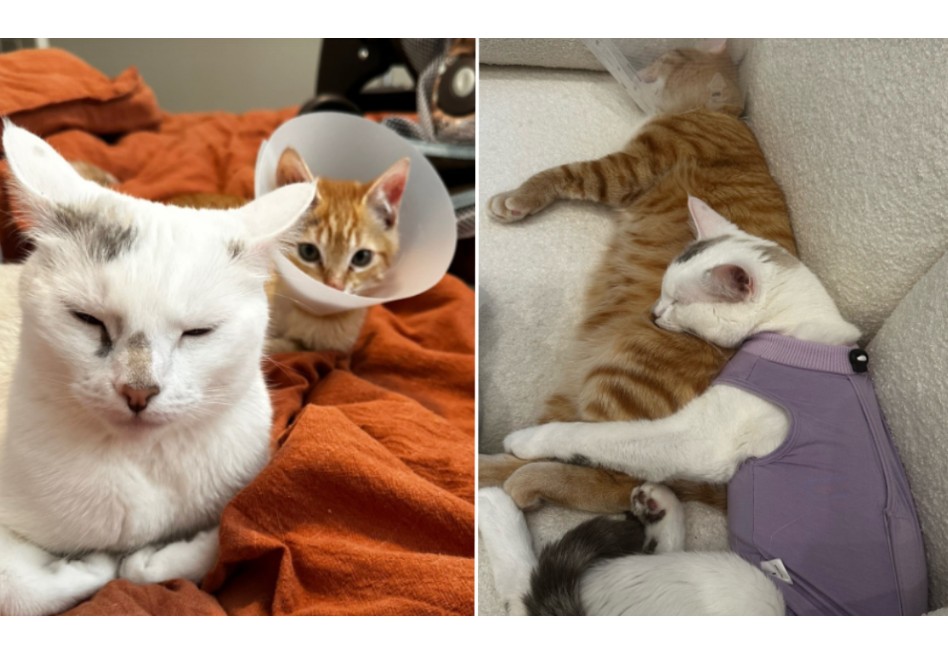 Gata rescatada cuida de un gatito amputado tras brutal ataque: esta es la historia