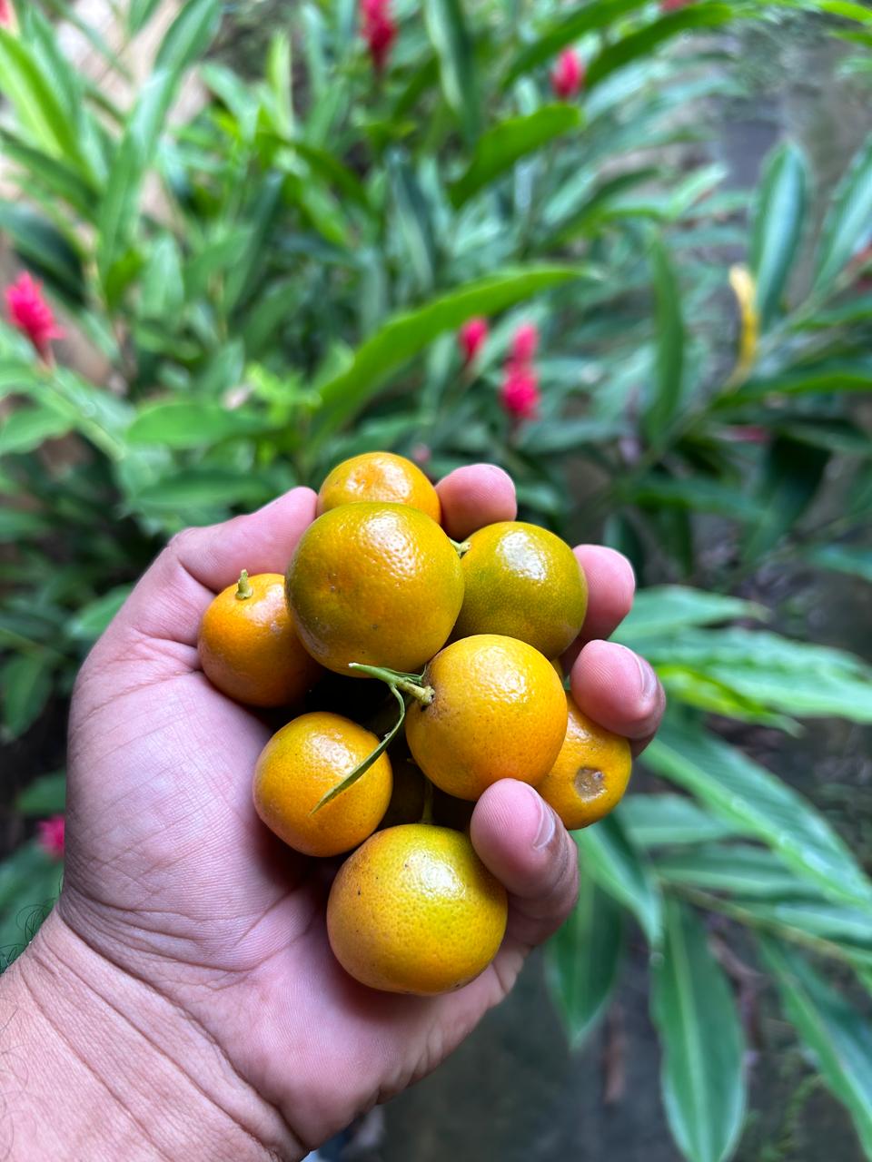 Limón de oro
