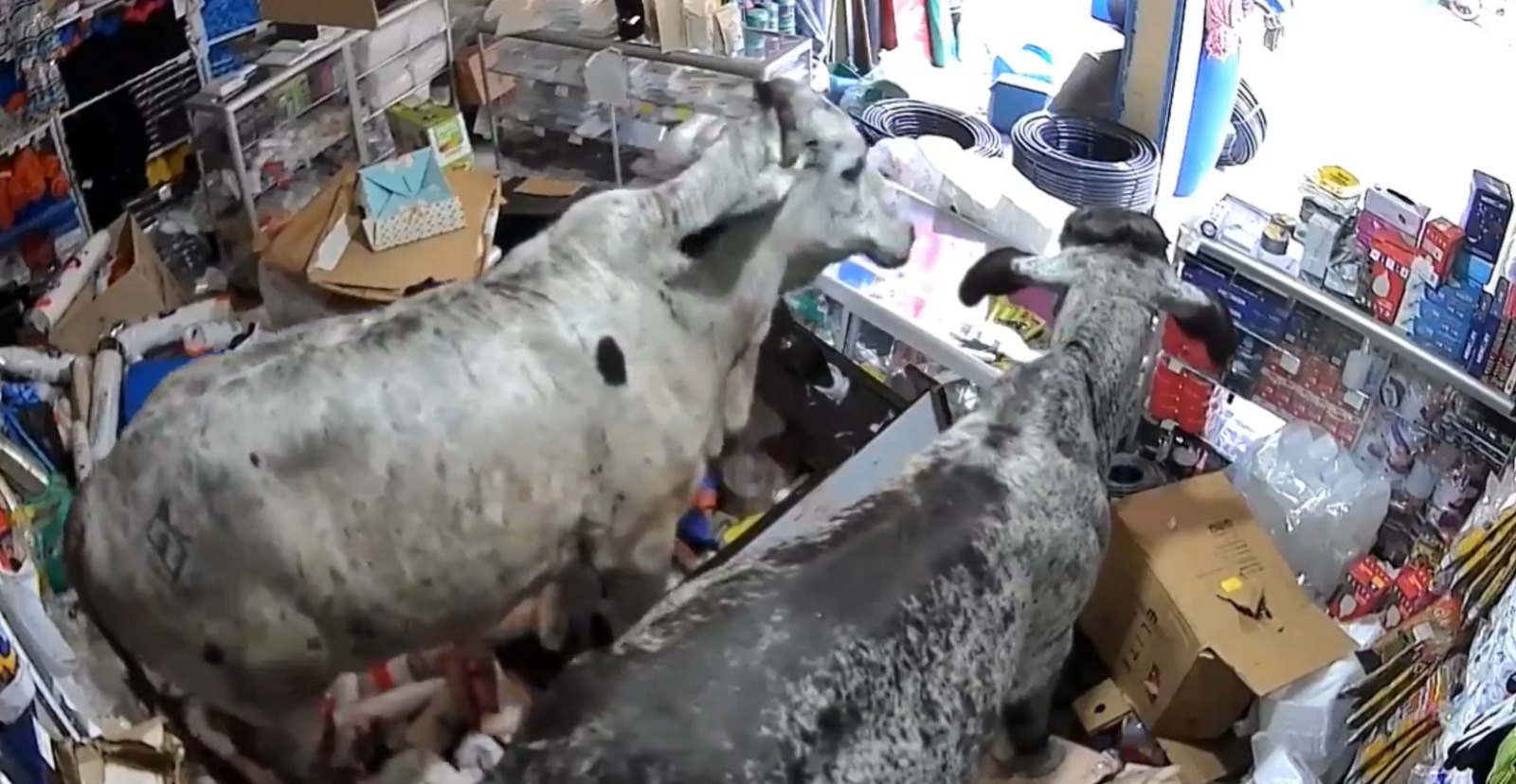 Destruyeron todo: dos vacas entraron a una tienda y generaron caos (video)