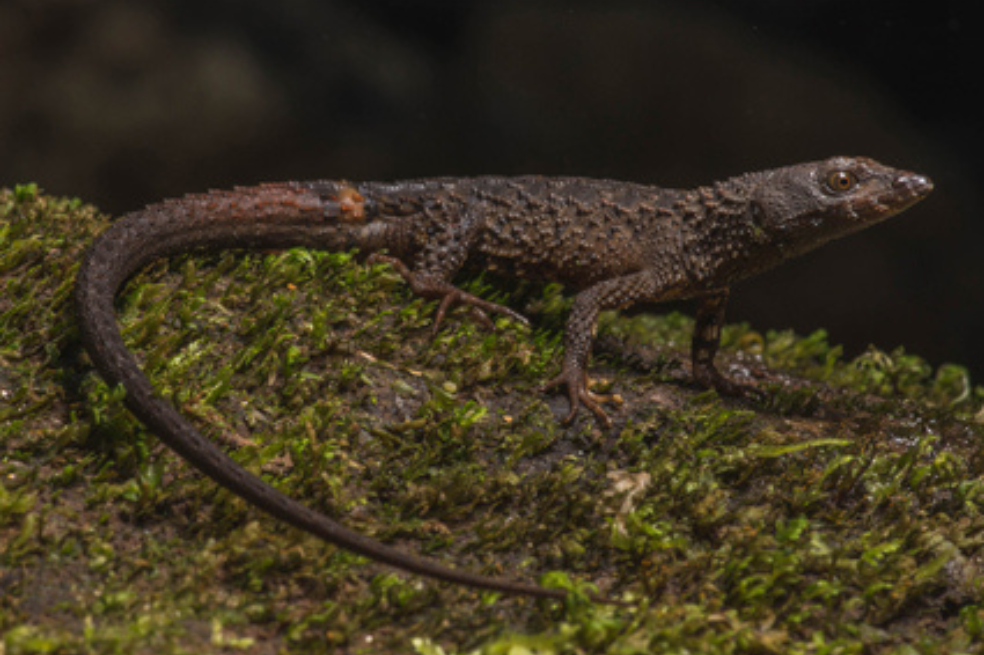 Lagarto espinoso Echinosaura embera.
