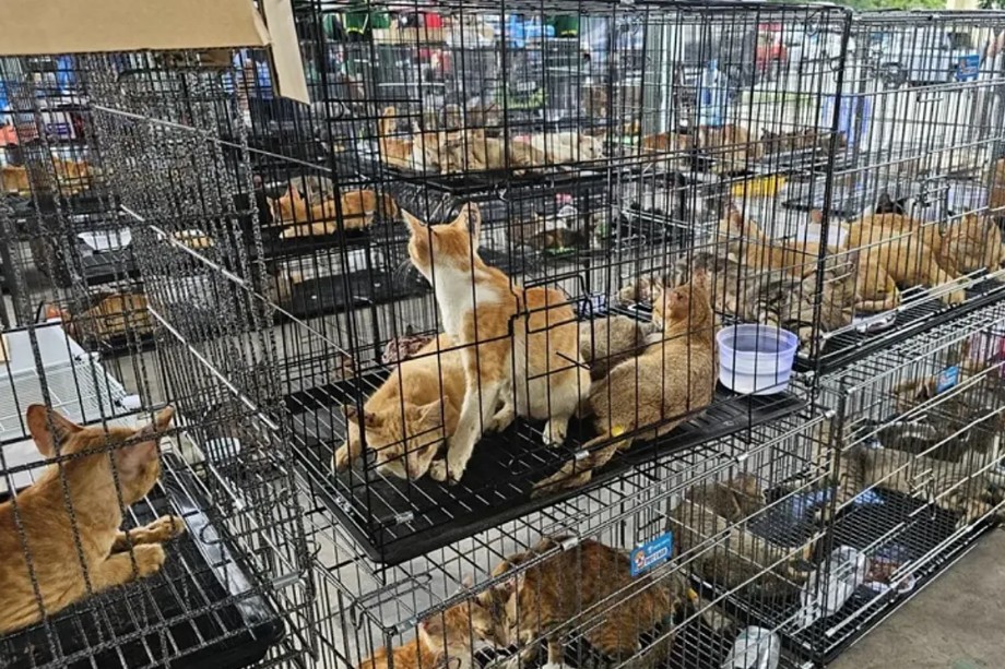 Policía de Vietnam desmantela una red criminal y rescata a 400 gatos