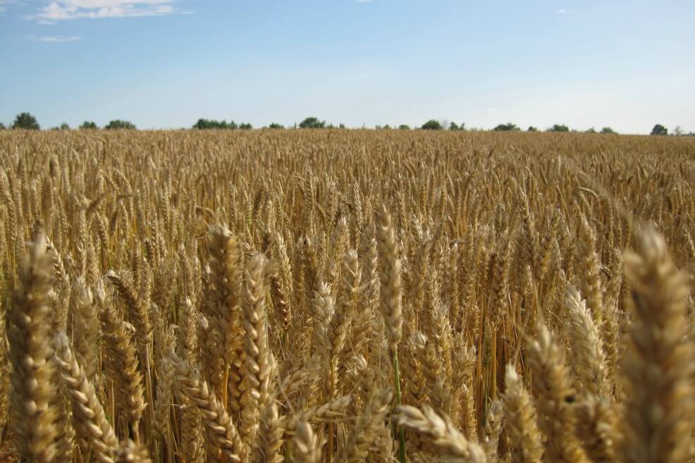 La biodiversidad que sostiene alimentación del mundo se está perdiendo