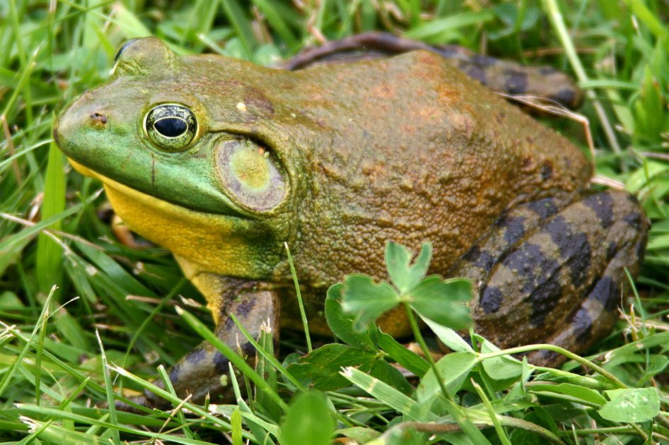 Especies invasoras, un problema de US$1,4 billones
