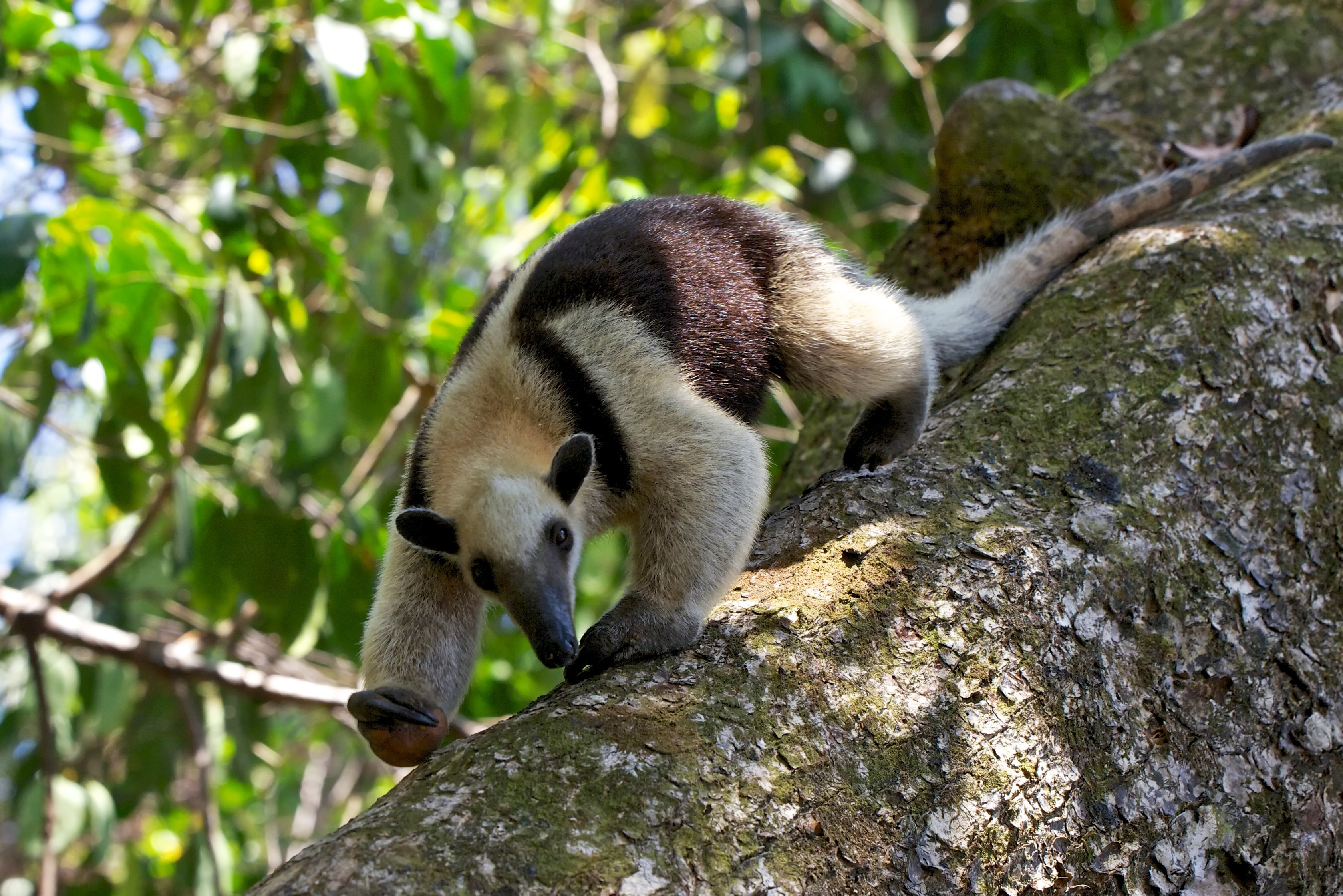 Oso hormiguero fue cruelmente herido en antioquia