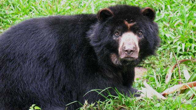Los hábitos carroñeros del oso andino, revelados en investigación colombiana