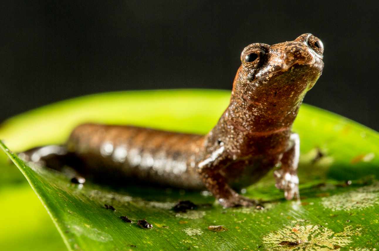 Más del 70 % de las especies de anfibios están amenazadas a causa de la agricultura