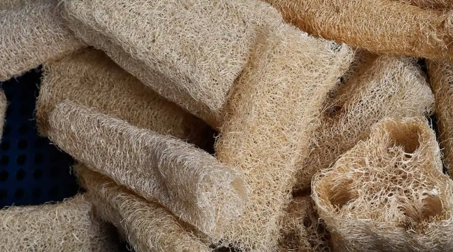 ¿De dónde proviene el estropajo? La planta detrás de la esponja más usada en casa