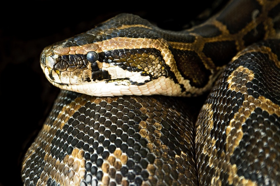 Video: rescatan gran boa constrictor dentro de una vivienda en Cali