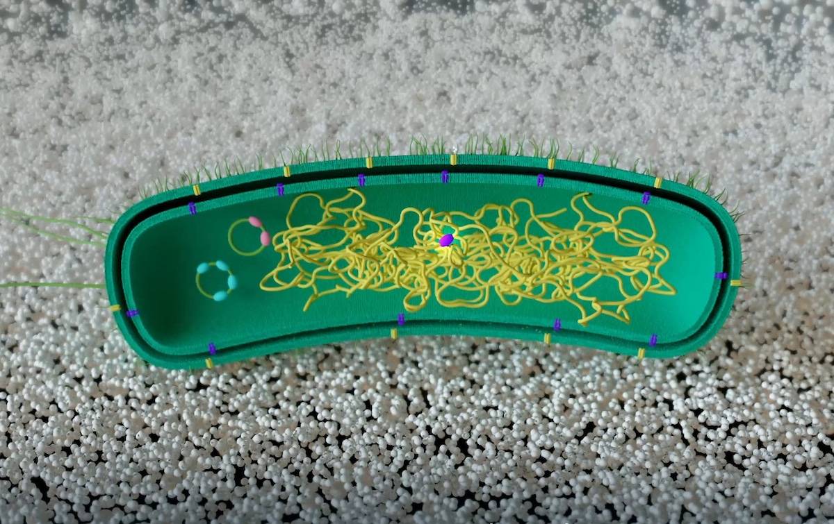 Con inteligencia artificial, científicos logran que una bacteria degrade nanoplásticos
