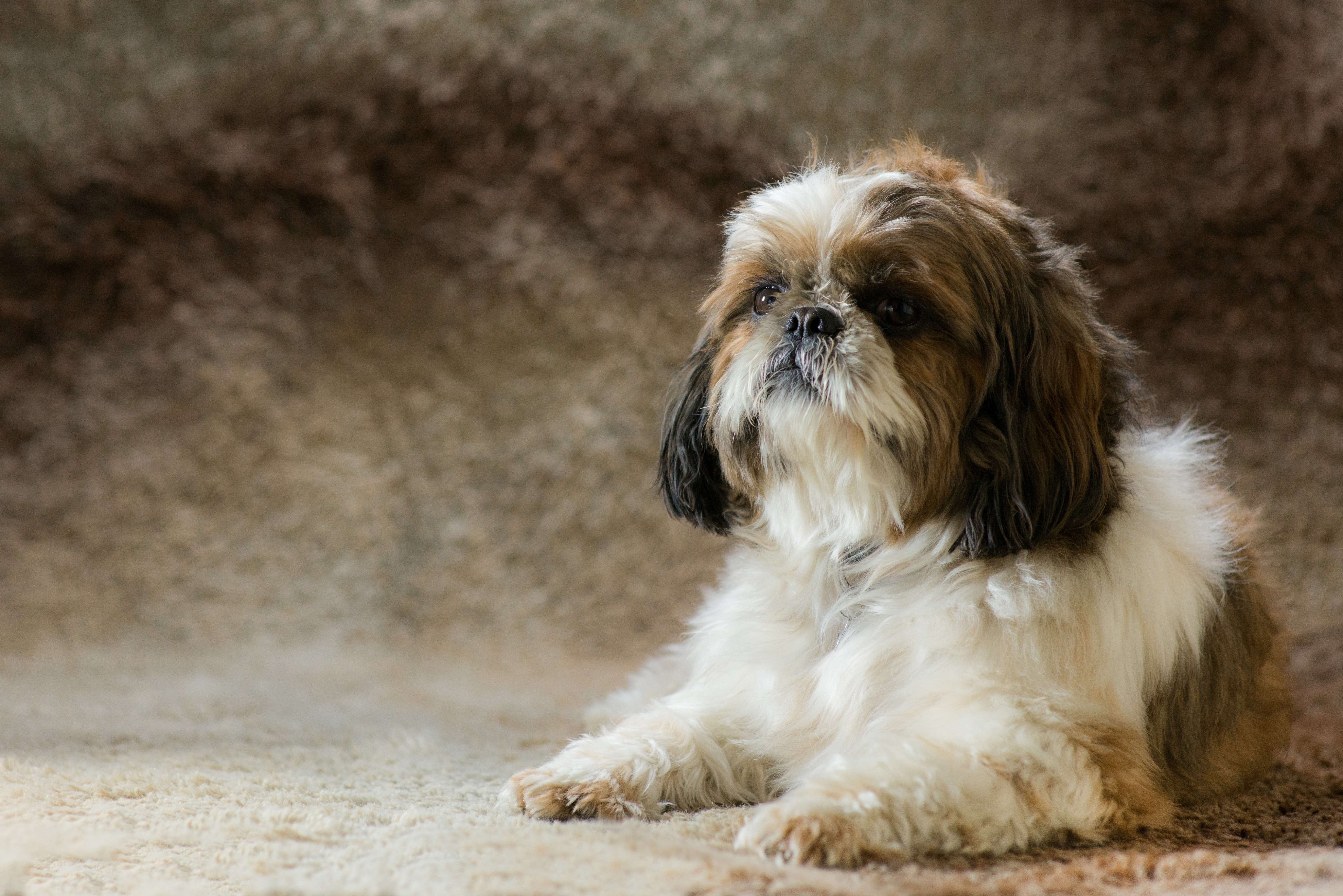 Estos tipos de perros son muy cariñosos e inteligentes y necesitan una atención constante por parte de sus dueños.