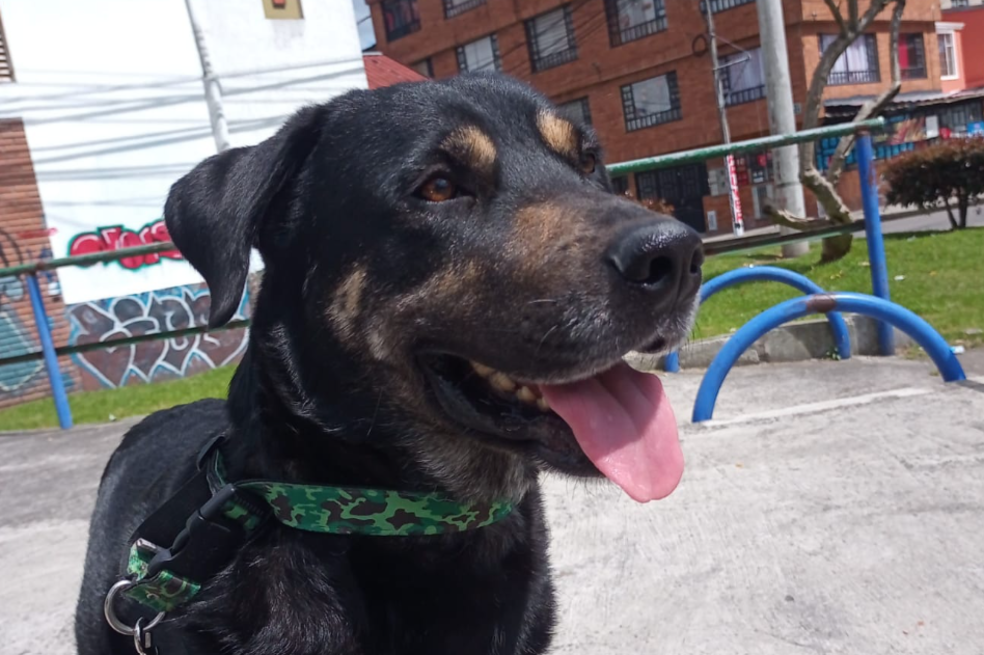 Gufi, perrito rescatado y encontrado por su familia, volvió a perderse en Bogotá