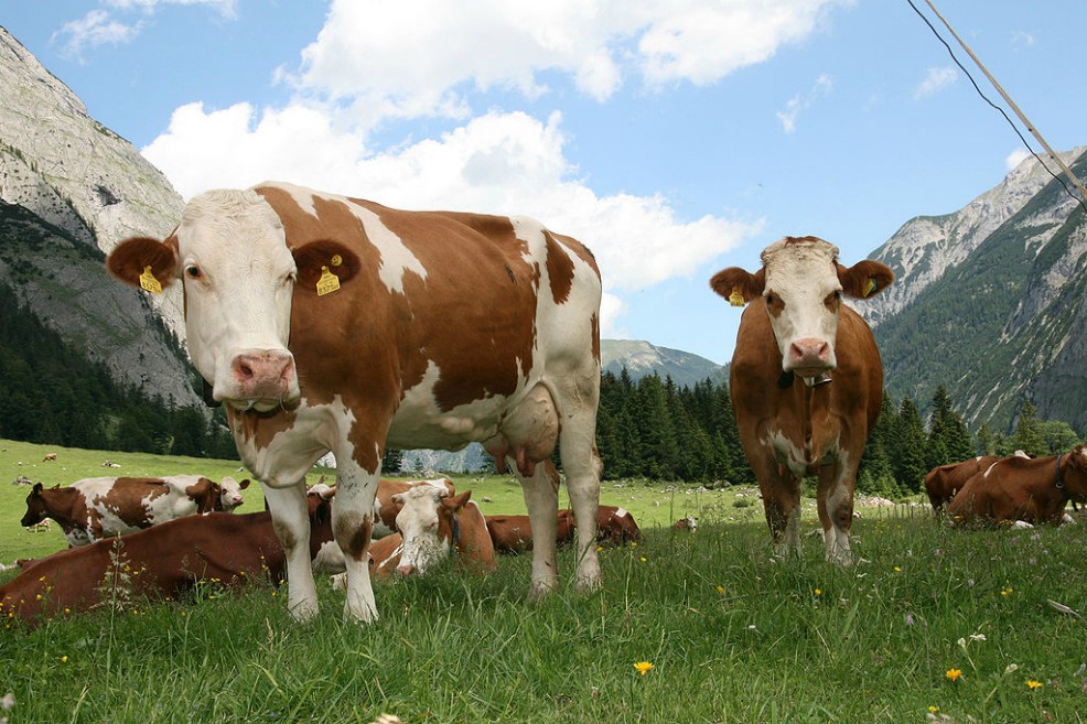 En 200 años no habrá mamíferos más grandes que la vaca sobre la Tierra