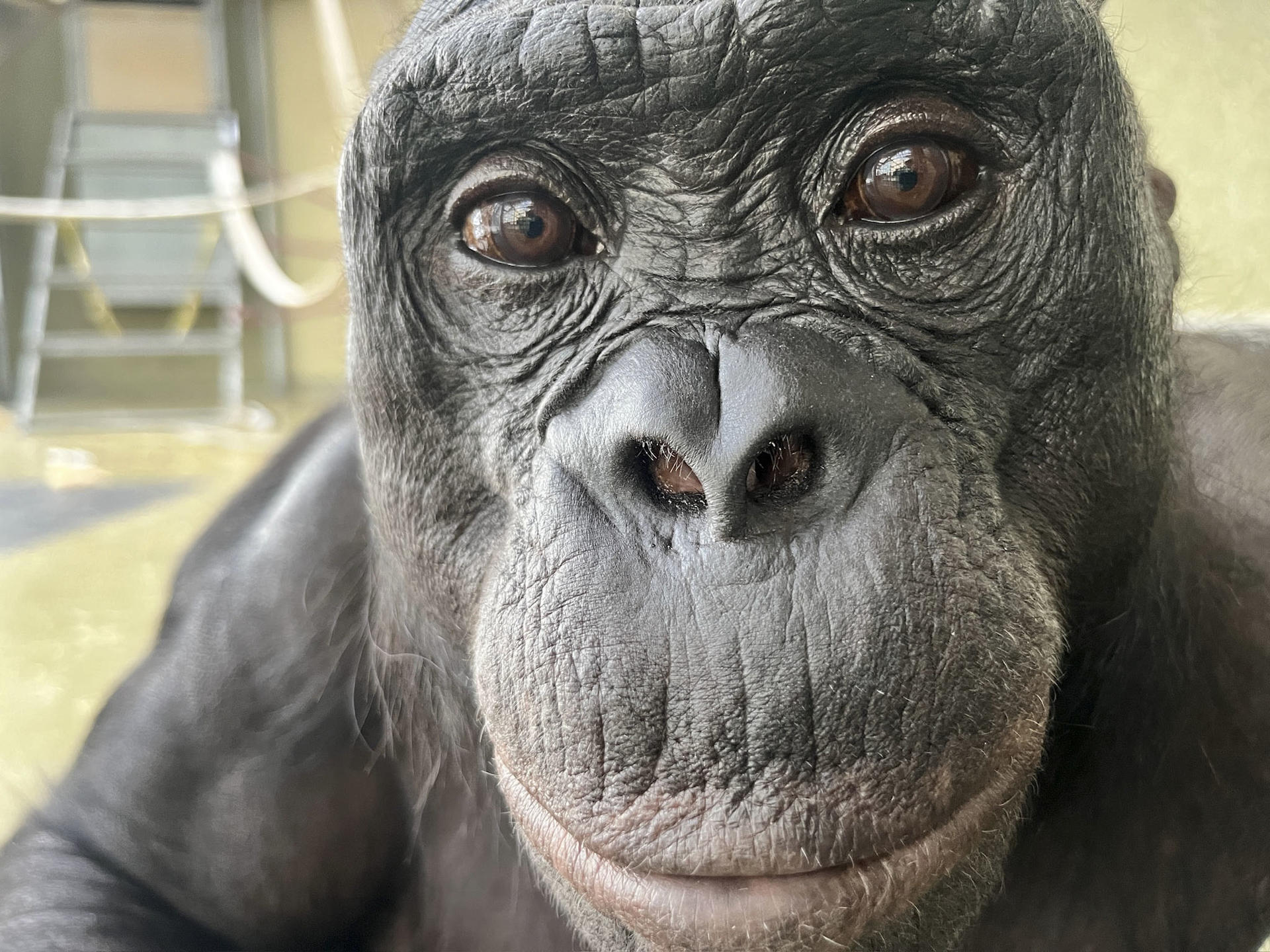 Los bonobos también tendrían la capacidad de fantasear, como los humanos