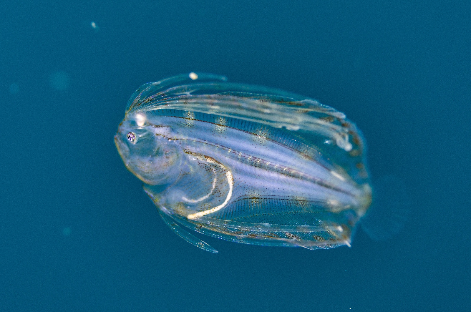 Una de las especies marinas halladas durante la travesía de National Geographic Society y Pristine Seas.
