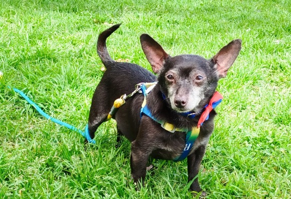 Adoptan a perro con epilepsia que siempre era rechazado por su condición