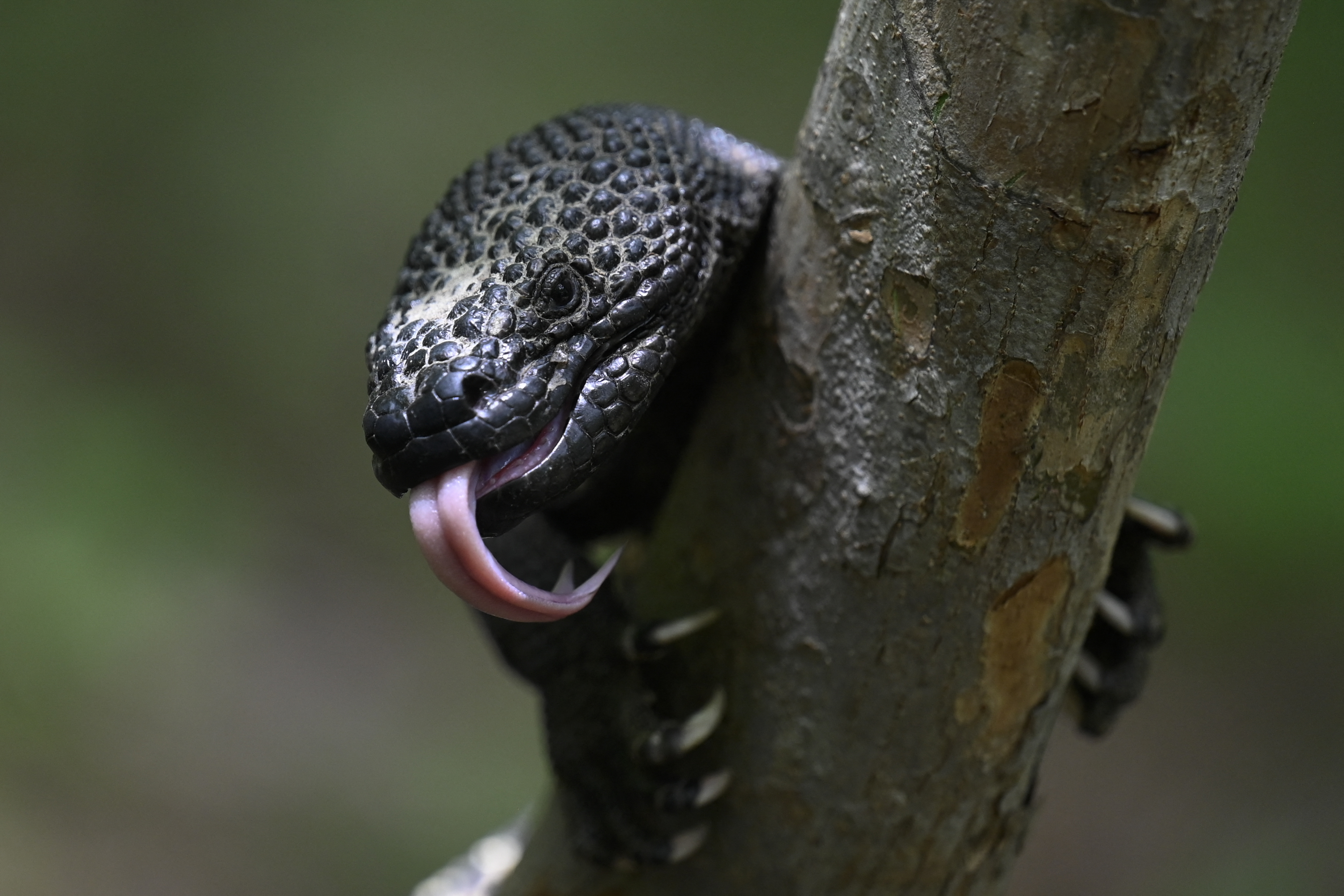 Guatemala: Así se trabaja para evitar extinción de lagarto endémico