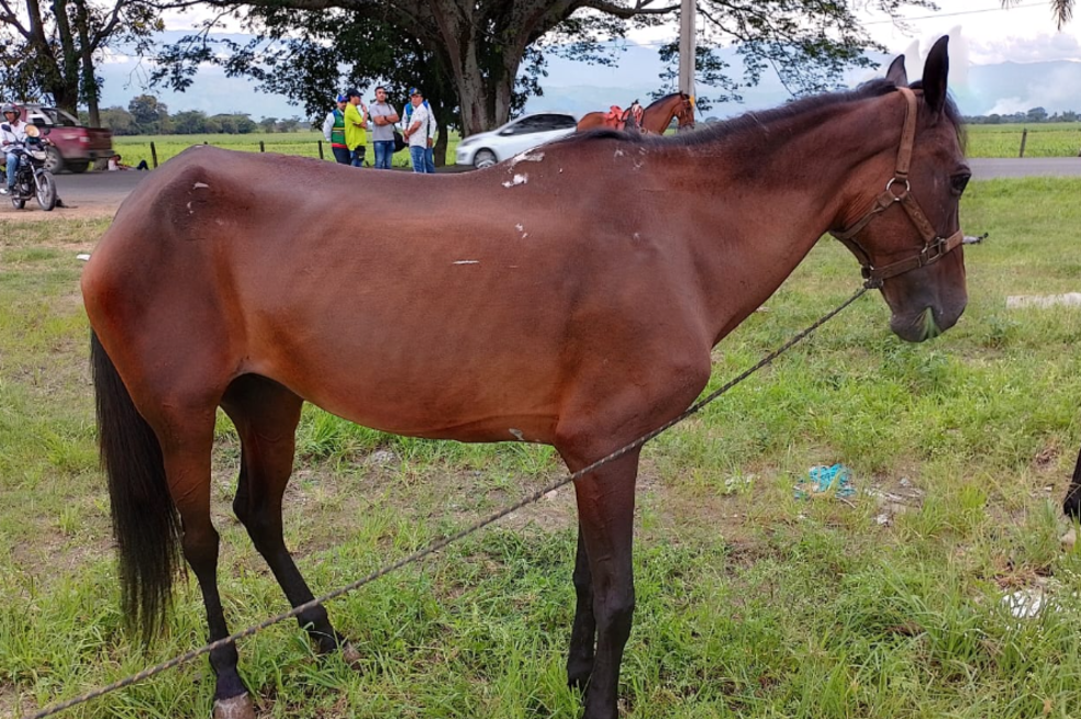 Caballo murió al caer de un puente durante cabalgata en la Feria de Tuluá