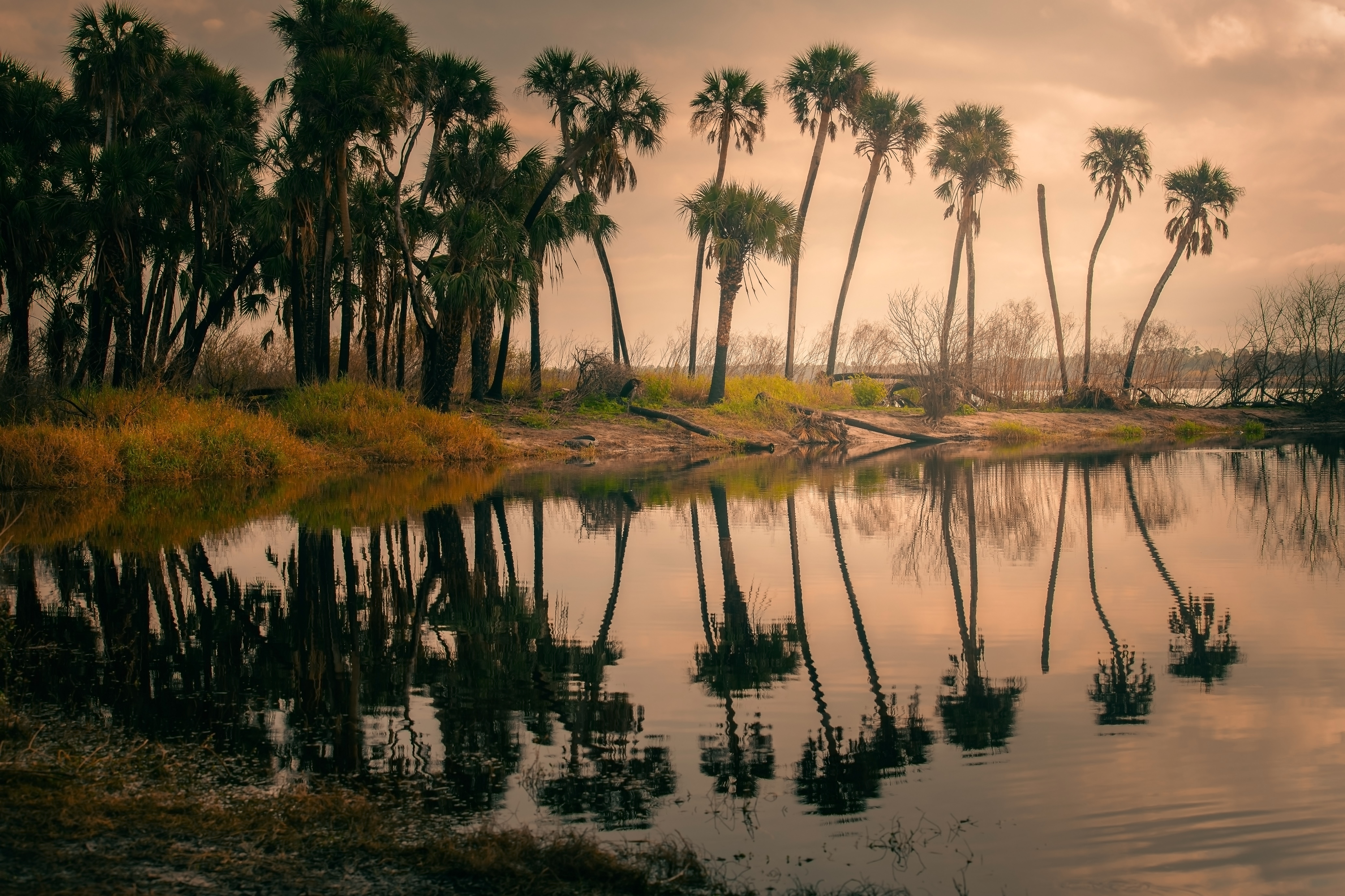 Primer puesto | Amanecer de caimán
Parque Estatal del Río Myakka | Paisaje