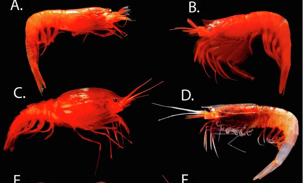 Diversidad de Oplophoroidea que representa todos los géneros en el estudio. A Hymenodora gracilis, B Ephyrina benedicti, C Notostomus gibbosus, D Meningodora vesca, E Acanthephyra stylorostratis, F Acanthephyra sp., G Janicella spinicauda, ​​H Oplophorus gracilirostris, I Systellaspis cristata y J Systellaspis debilis. Modificado de Collins y Bracken-Grissom71. Crédito: D. Fenolio / Communications Biology (2025). DOI: 10.1038/s42003-025-07450-z