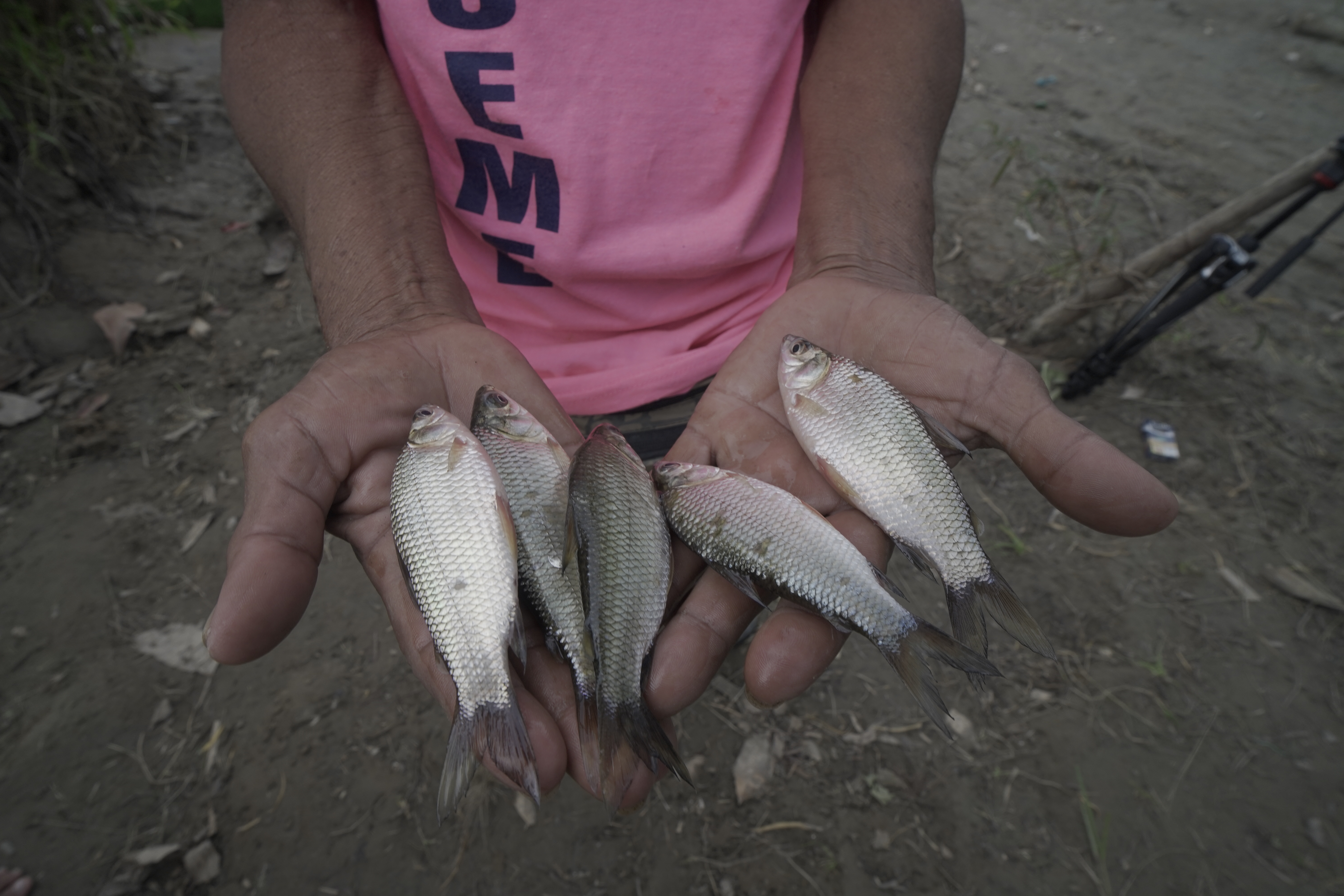 El delicado equilibrio para lograr una pesca sostenible en el río Cauca