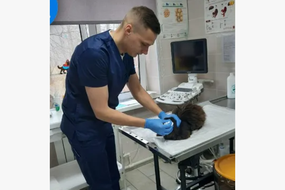 La emotiva historia del gato callejero que visita al veterinario cada primavera