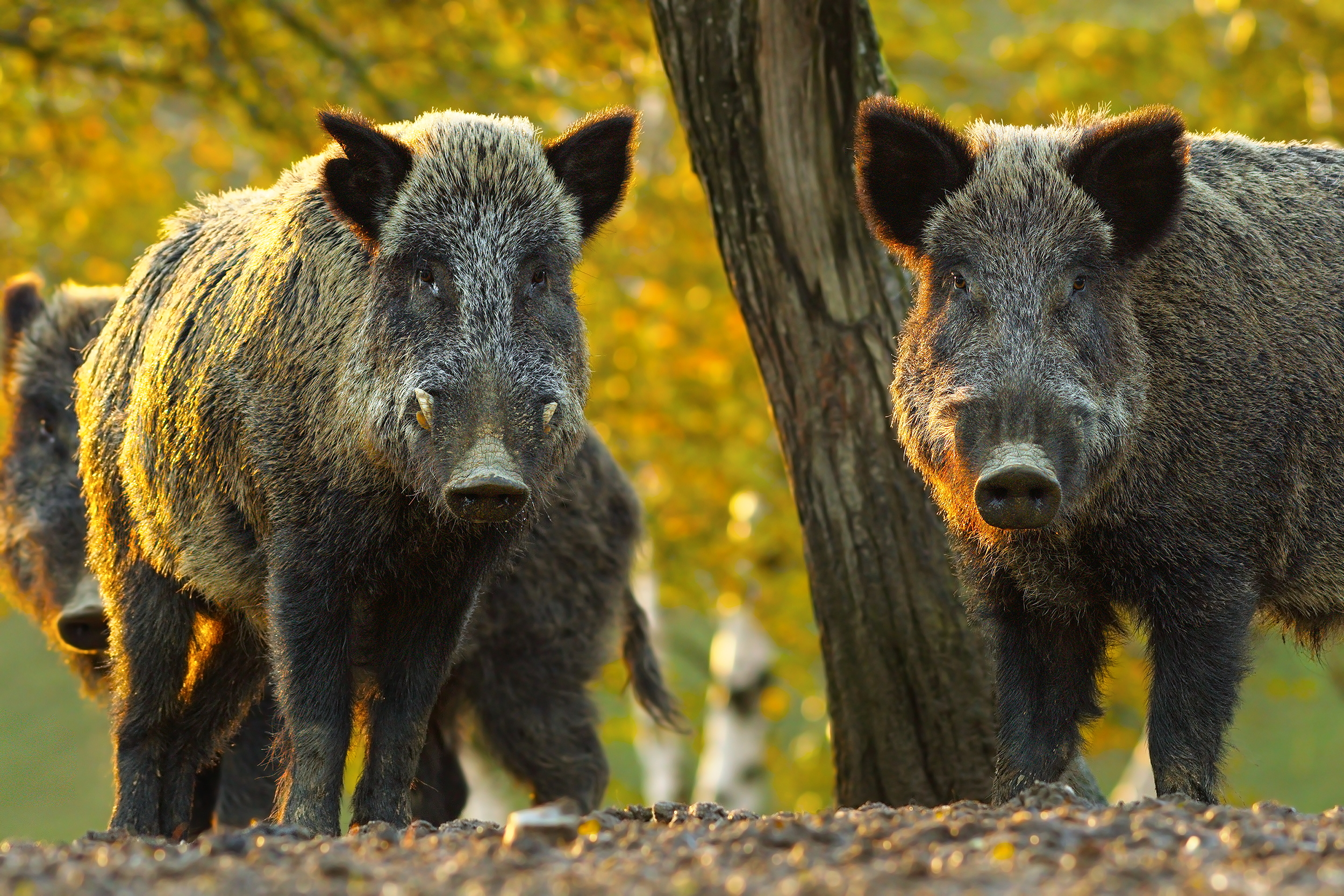 “Supercerdos”, la especie invasora que amenaza la conservación ambiental en EE.UU.