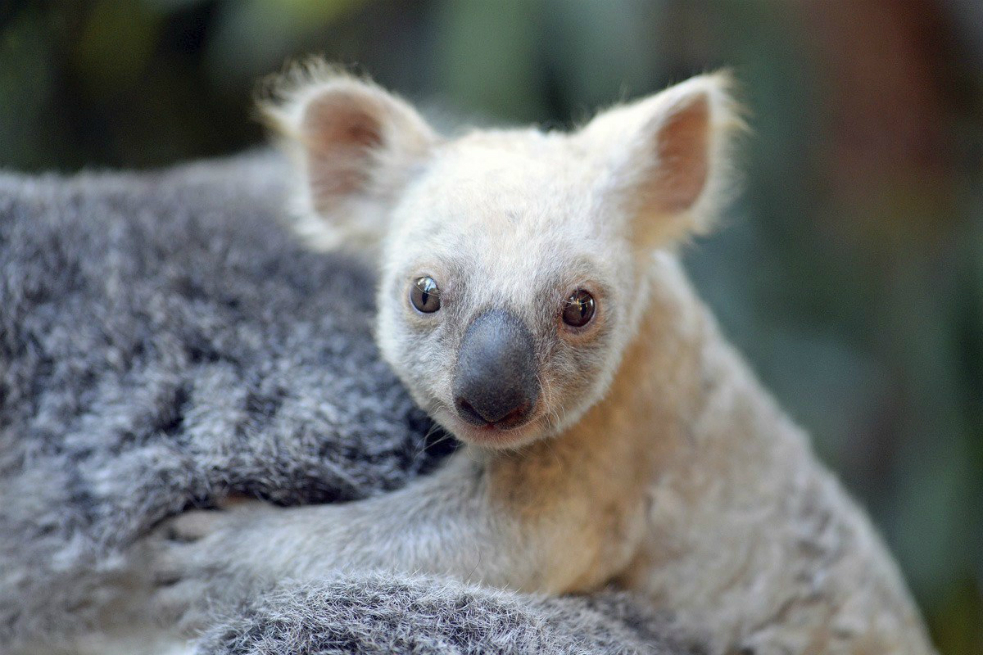 Nace en zoológico de Australia una koala de color blanco