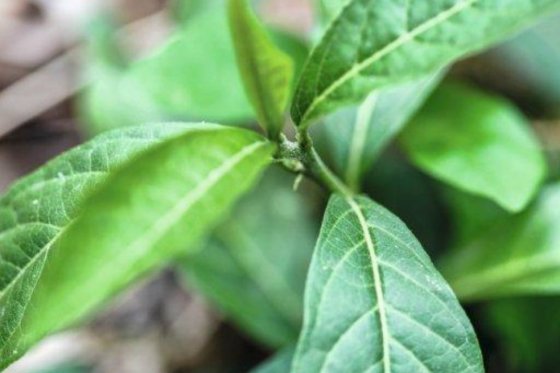 Aumento en niveles de CO2 cambia metabolismo fotosintético de plantas