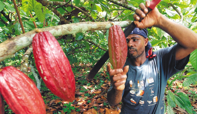En varias regiones del país, los cultivadores de coca reemplazaron sus cultivos por cacao, plátano, café o proyectos de ganadería.