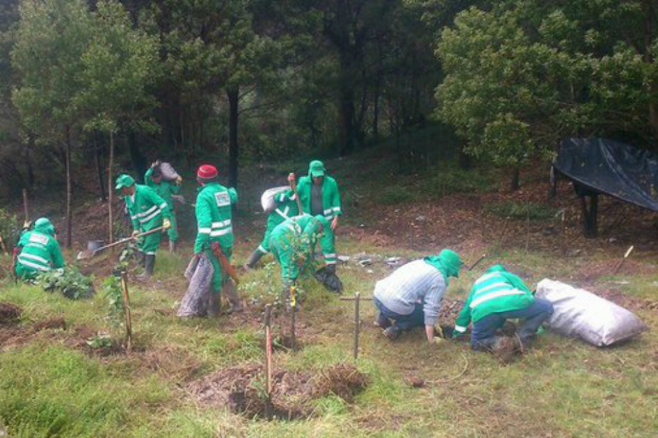 Inicia siembra de 2900 árboles nativos para prevenir incendios en el oriente de Bogotá