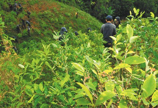 Ya entró en vigencia comisión accidental de seguimiento a la política de drogas