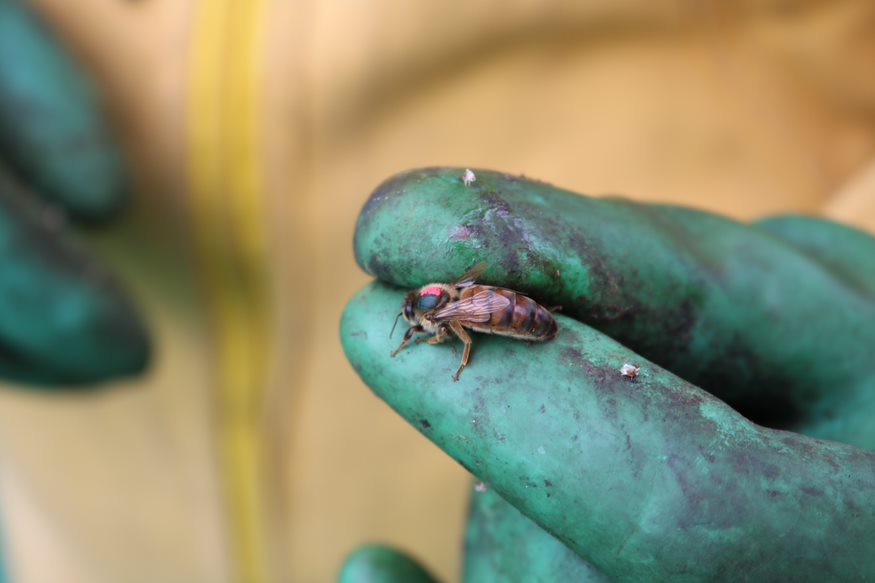 El litigio de la abeja (Crónica)