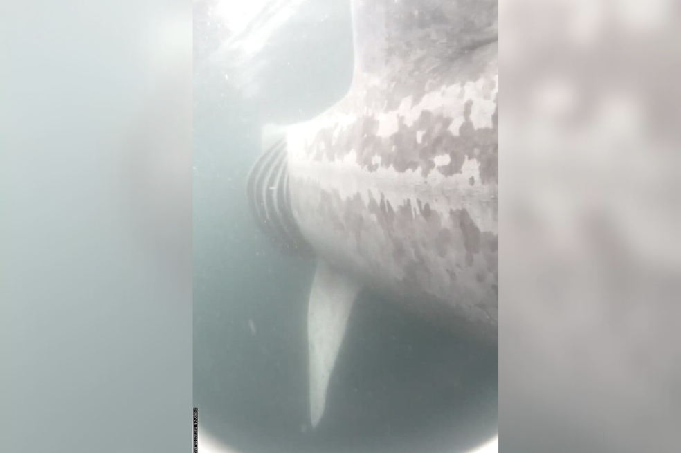 Por primera vez, graban el choque de una embarcación con un tiburón