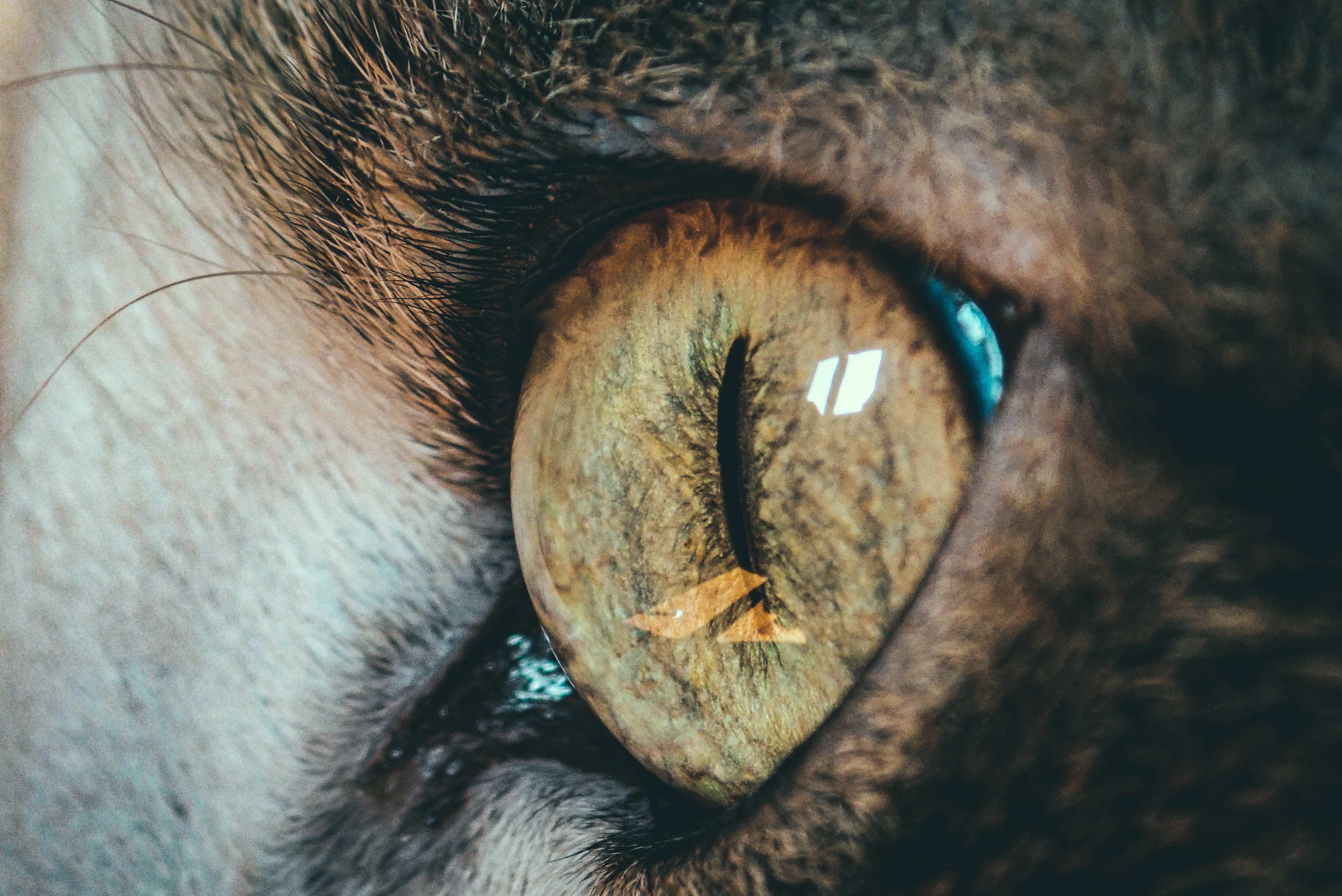 ¿Qué pueden ver los gatos que los humanos no?