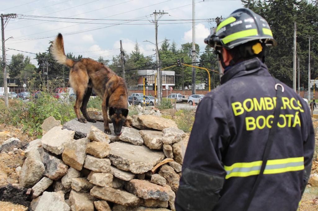 ¿Cómo entrenar a un perro de búsqueda y rescate en Colombia?