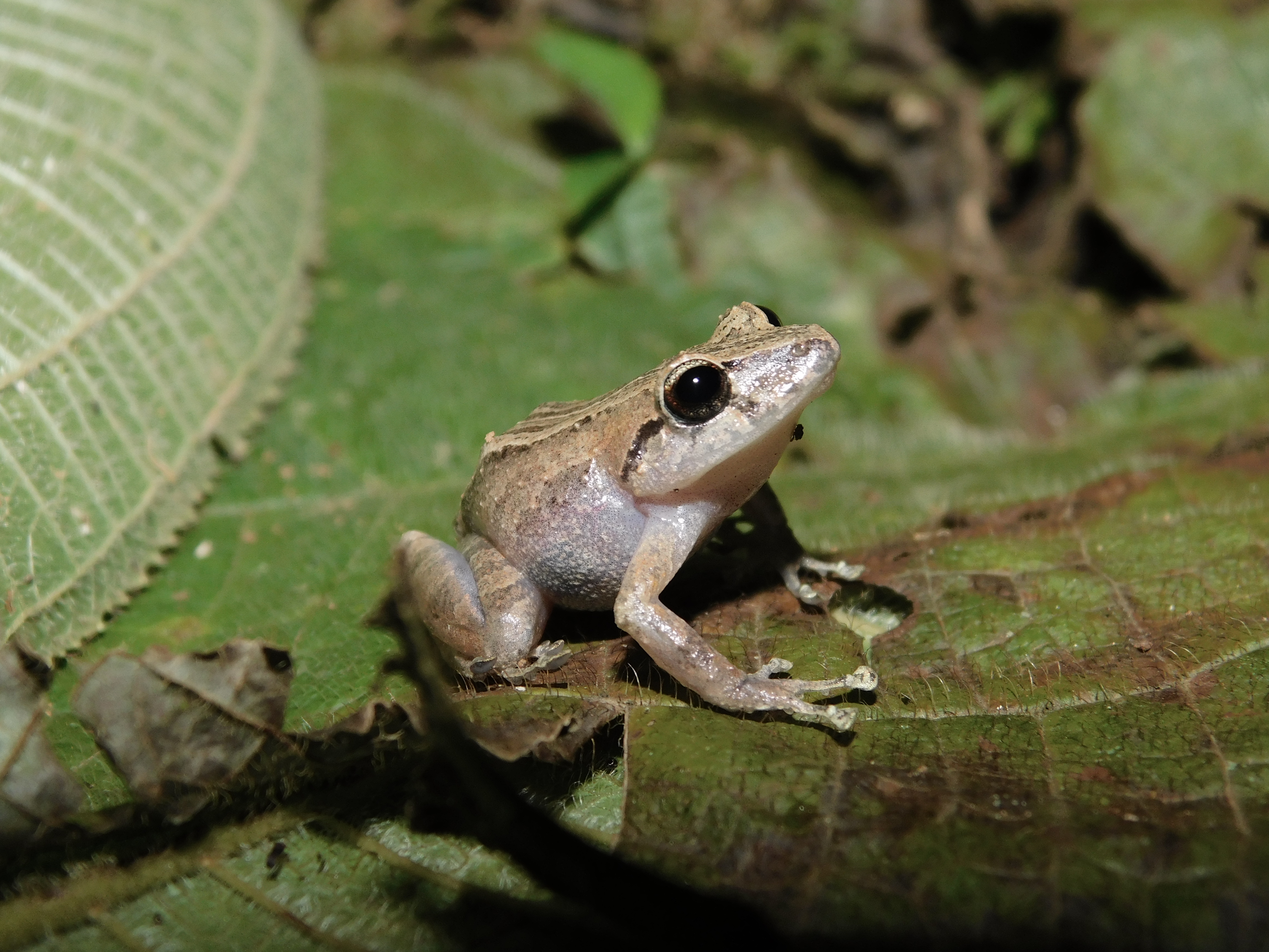 ¿Por qué Colombia debería escuchar a sus ranas?