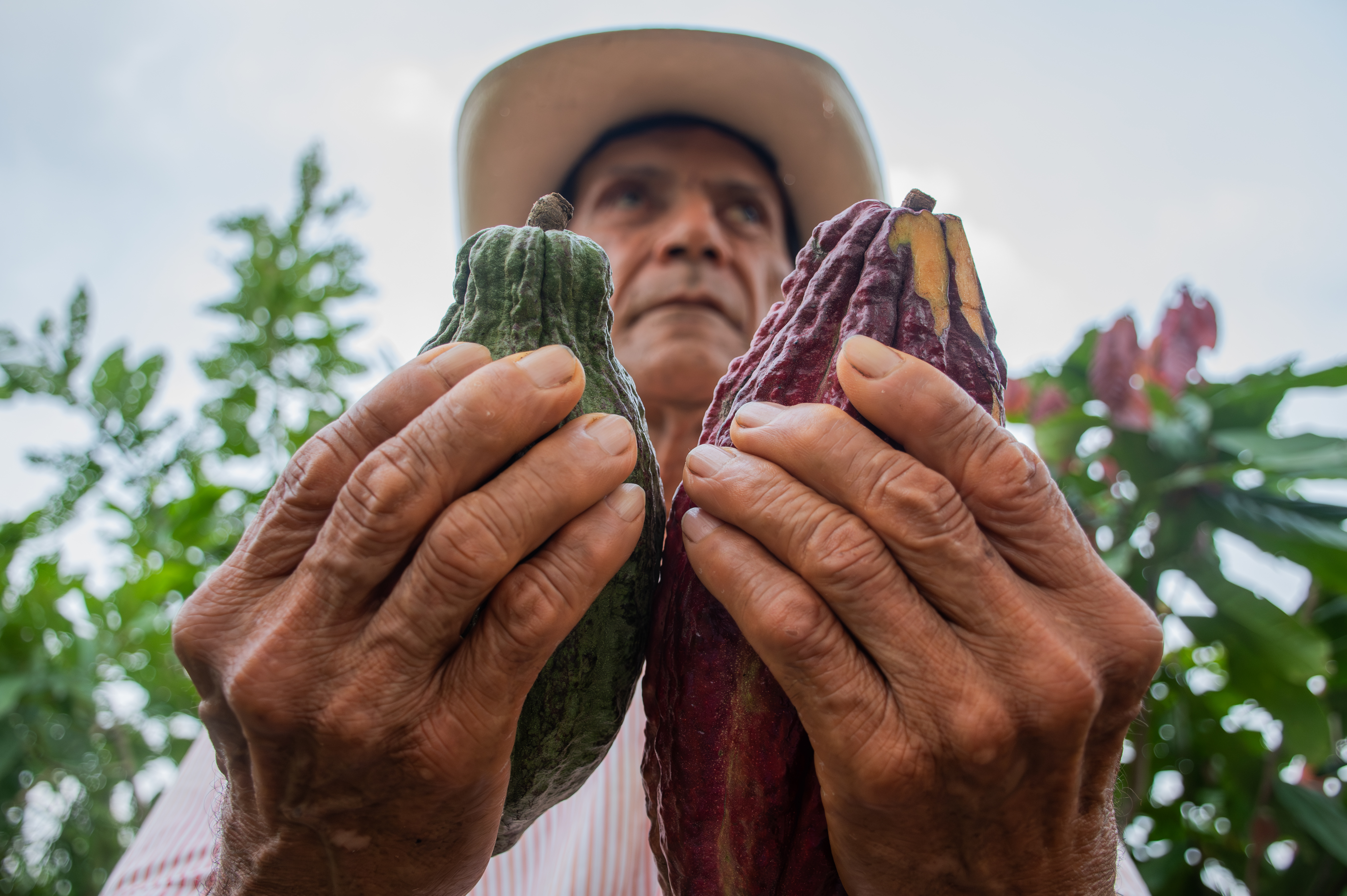 El cacao y sus beneficios para la salud, desde lo científico y lo ancestral.