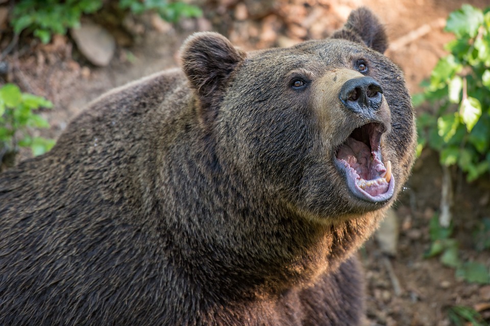 Oso mató y devoró a cazador que lo había adoptado hace cuatro años