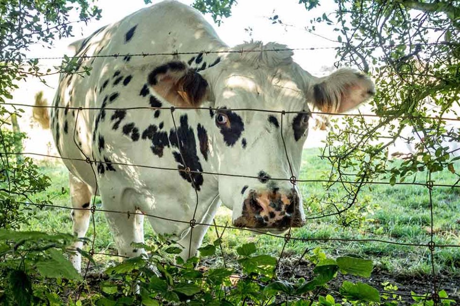 Vuelve la «vaca loca» a Reino Unido