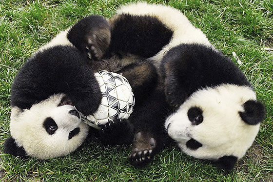 El mundial de fútbol contagió al reino animal